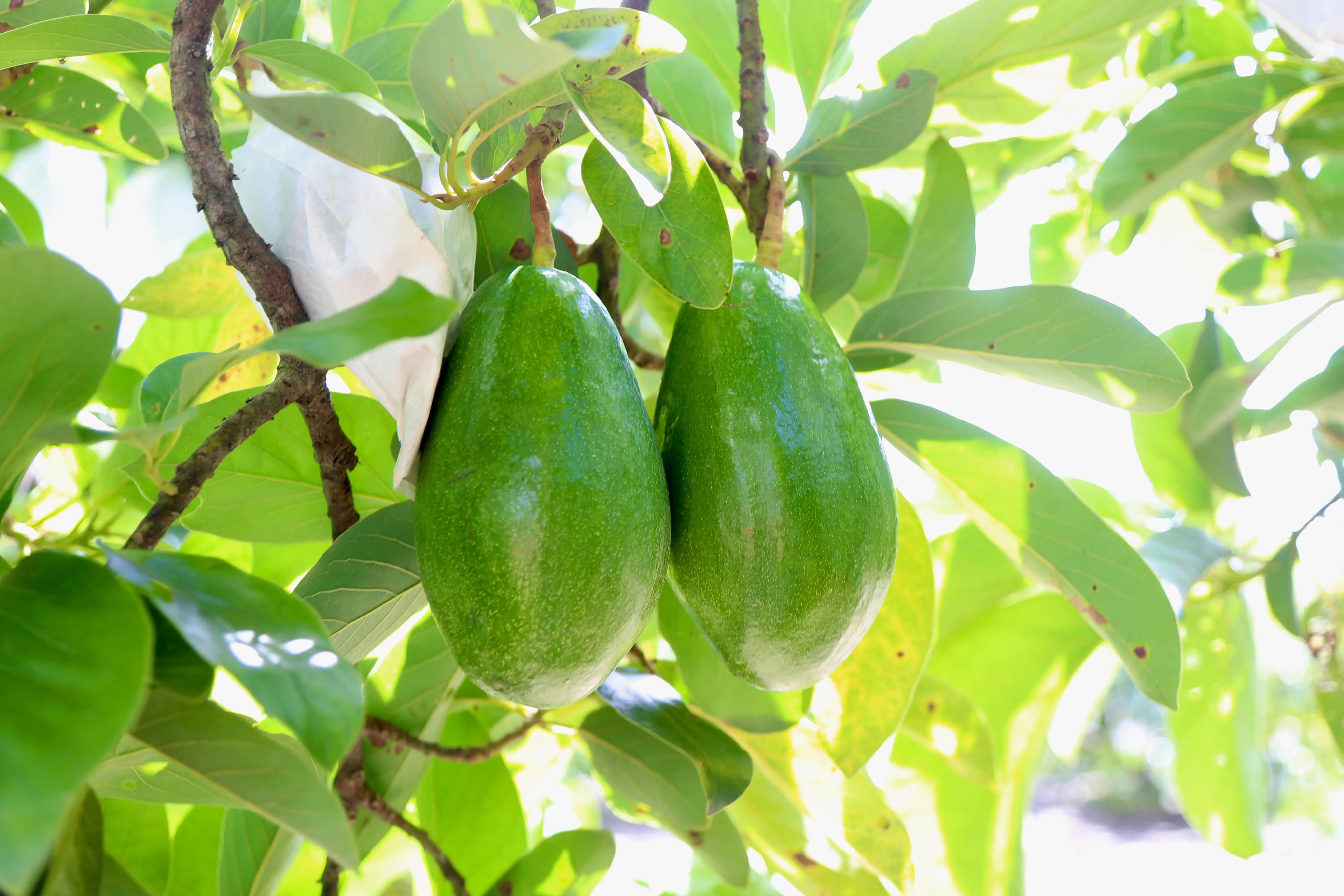 有售後保證的酪梨園 | 台南左岸幸福莊園