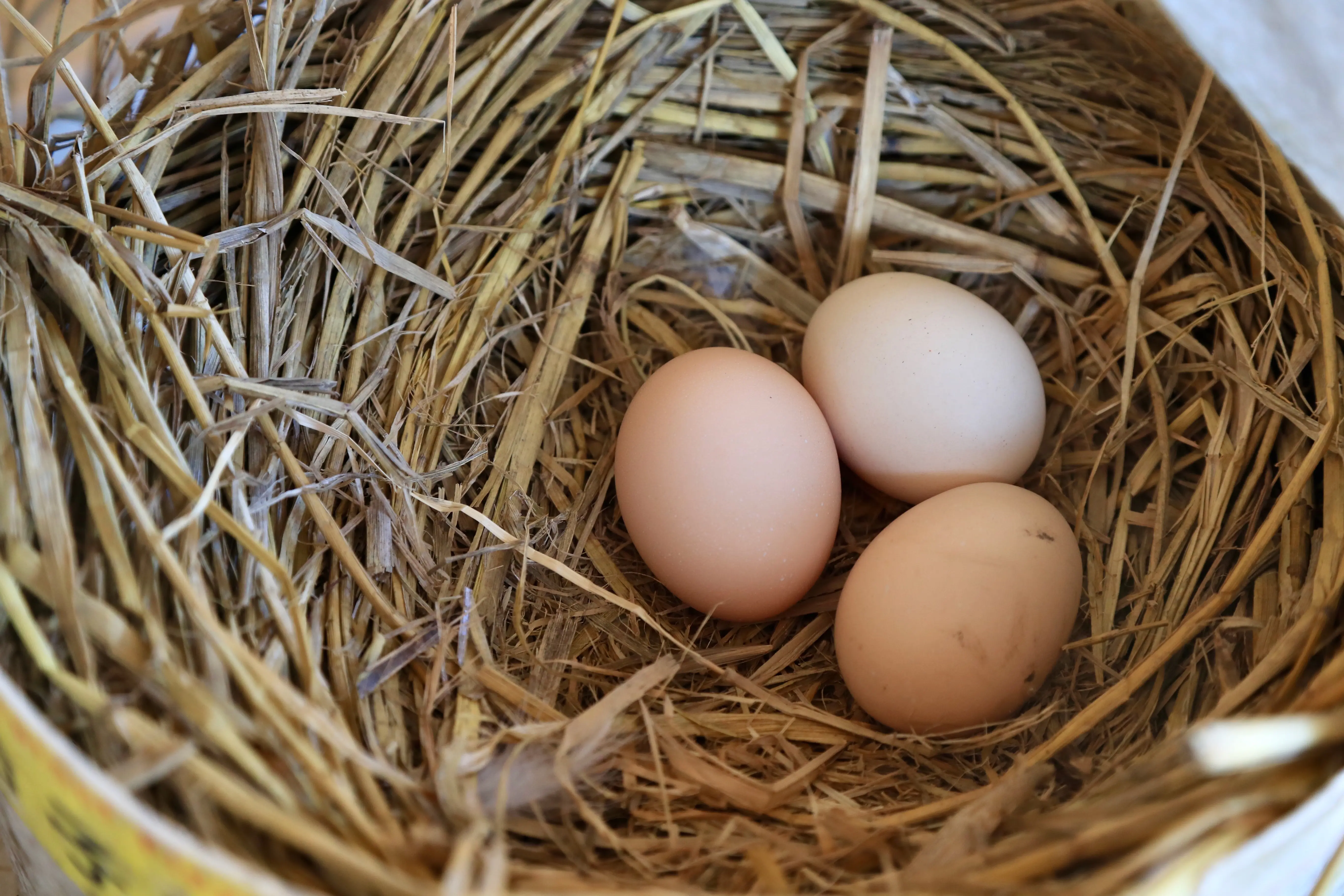 四季都有秧苗的體驗農場 | 宜蘭麗野莊園休閒農場