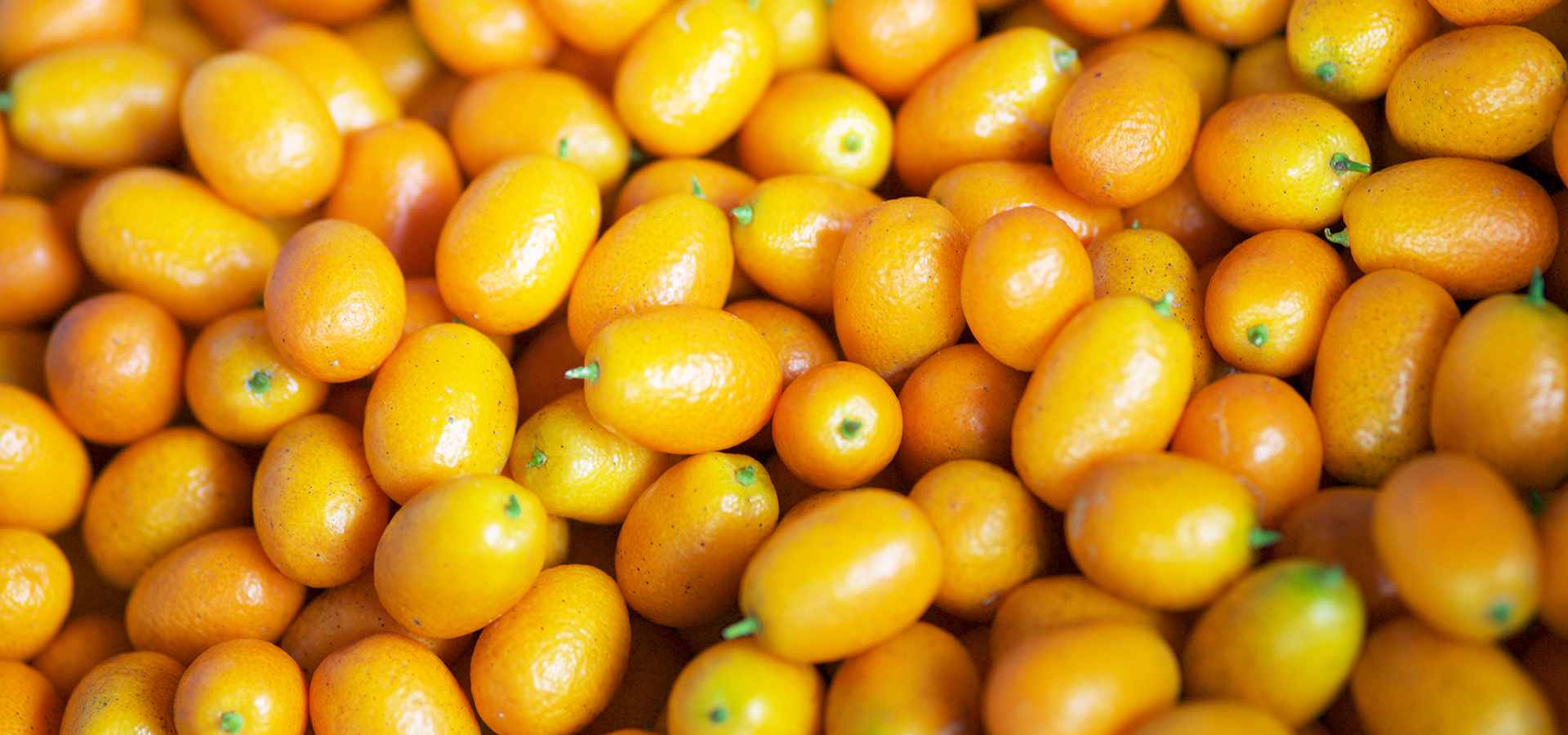 宜富金棗果園。採金棗體驗- 農遊超市Farmtour_Market